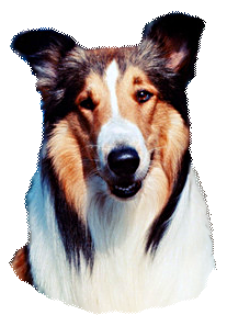 Lassie Web: Movies and Other Media