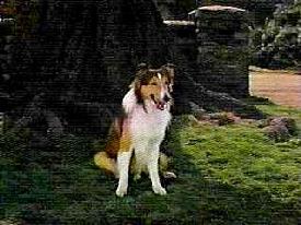 Color shot of Lassie waiting at the school gate from Lassie Come Home