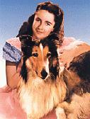 Color shot of Lassie and Elizabeth Taylor from Courage of Lassie