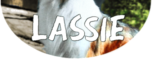 Portrait of Lassie bottom