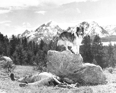B&W shot of Laddie watching over his fallen master in Son of Lassie