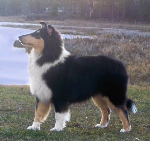 Lassie Web: Lassie Facts